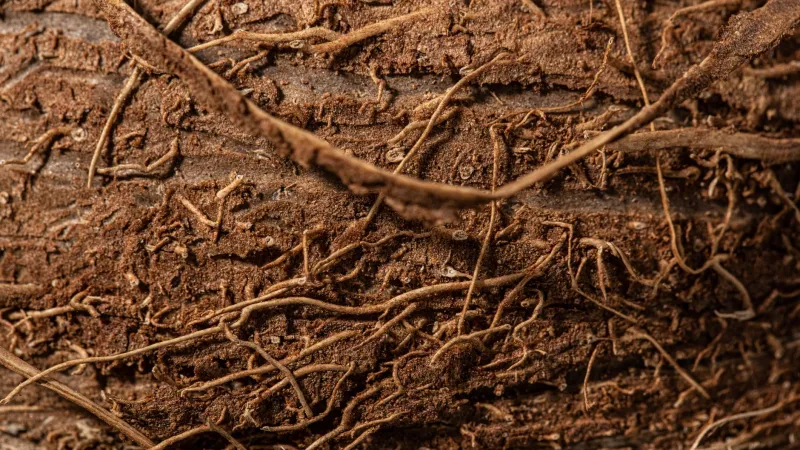 Your Classroom Pot of Dirt Is Teeming With Life—And It Looks a Lot Like You