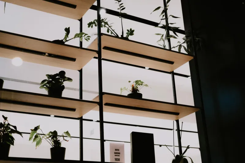 Dark Rooms, Dying Plants, and the Science Nobody Told You About Low-Light Gardening