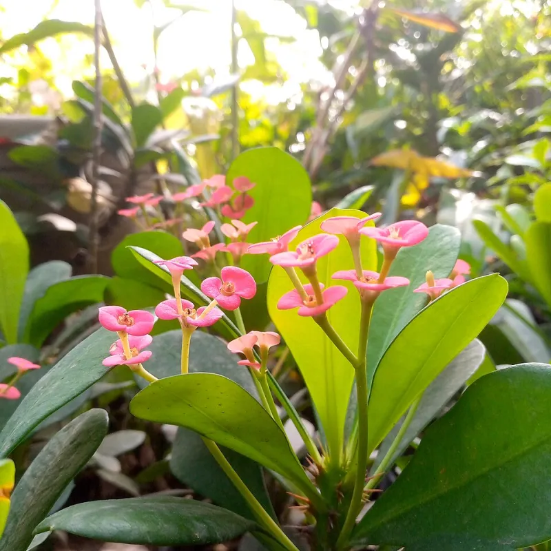 Hardy, Humble, and Basically Indestructible: 15 Plants Perfect for Real Classrooms