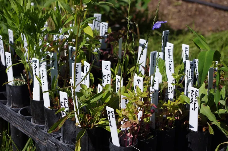 Rooted in Place: The Case for Putting Native Plants at the Heart of Every School Garden