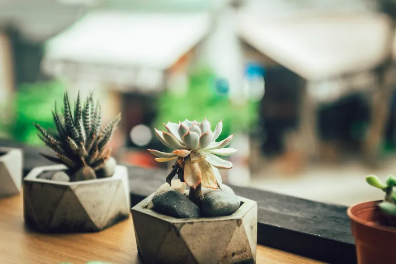 Succulents Are Great. But Are They Quietly Letting Your Students Off the Hook?